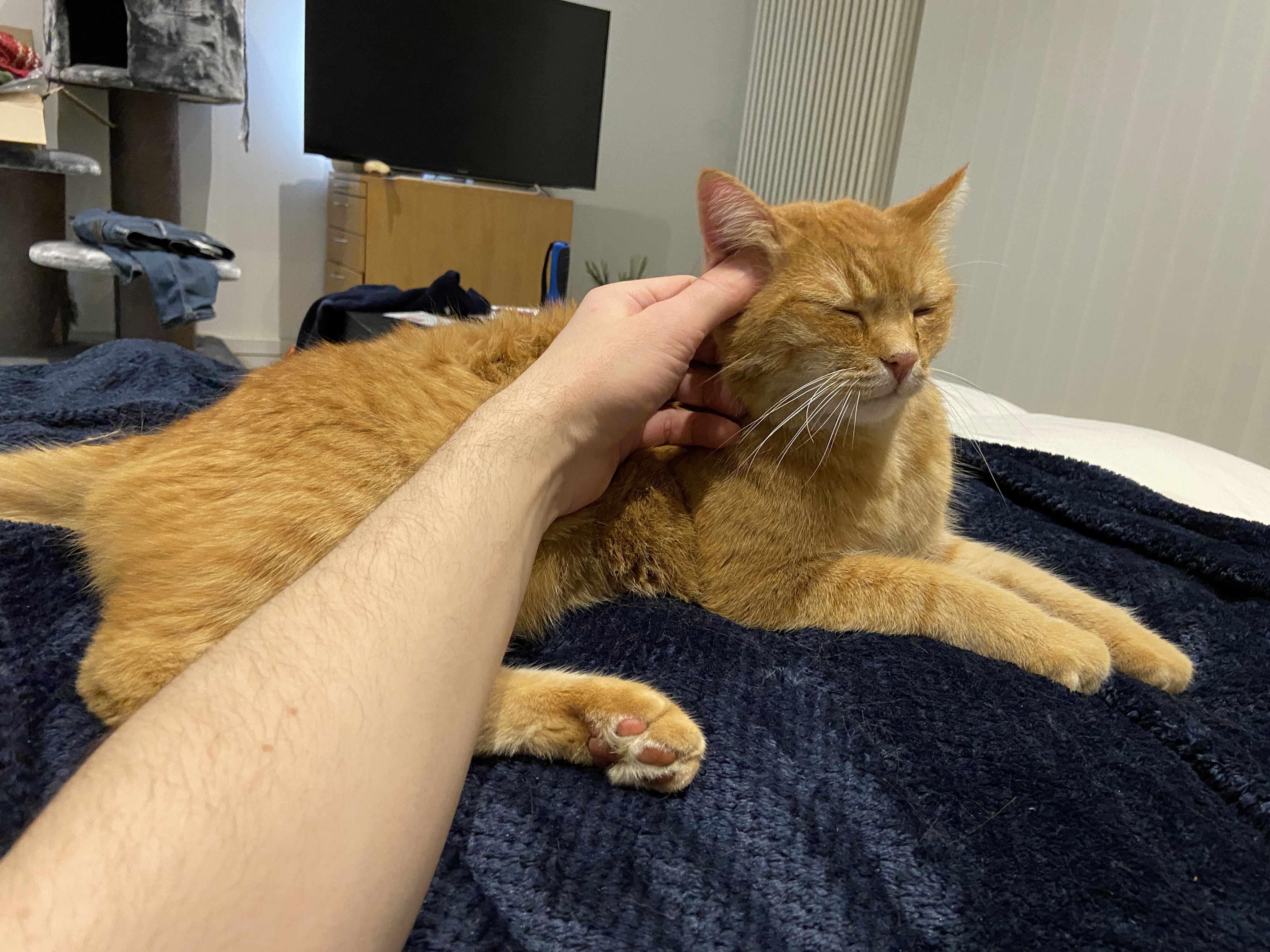 Igor - Wieder zu Hause